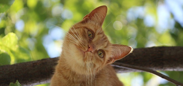 3 Advantages of CBD Oil For Your Lonely Cat