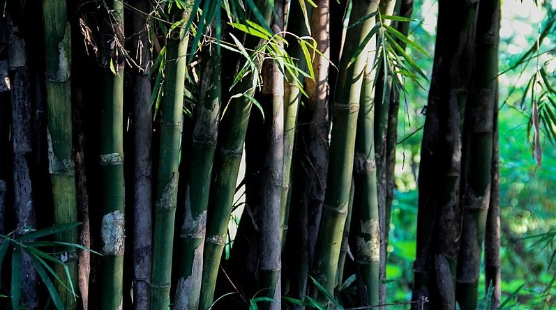 5 Reasons to Fall in Love About Bamboo Clothing