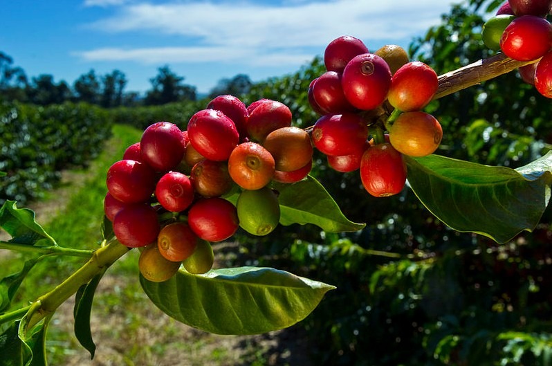Coffee berries; uses, health benefits, and downsides